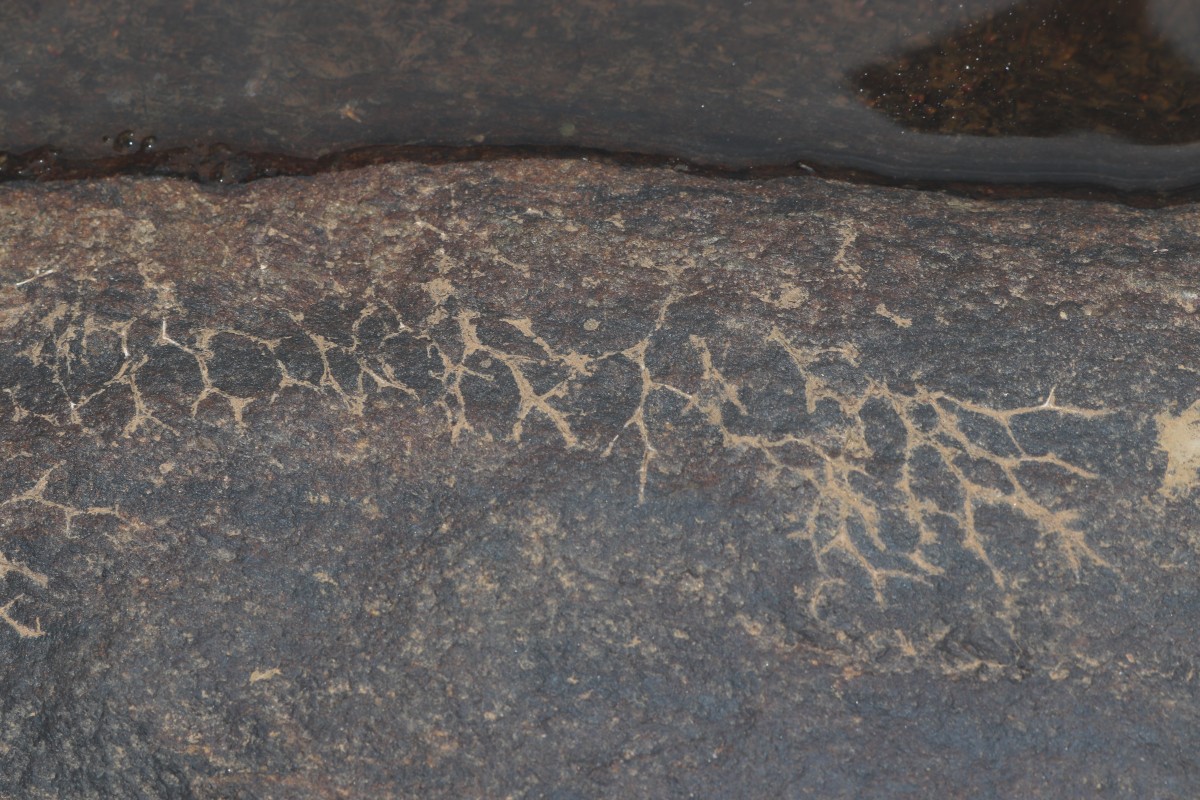 Zeylanidium subulatum (Gardner) C.Cusset